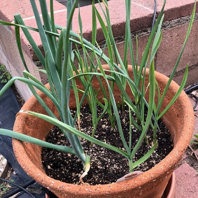Garlic in a pot. Picture