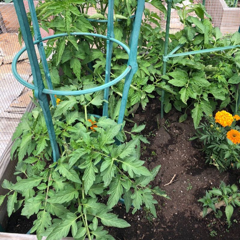 Tomato plants. Picture