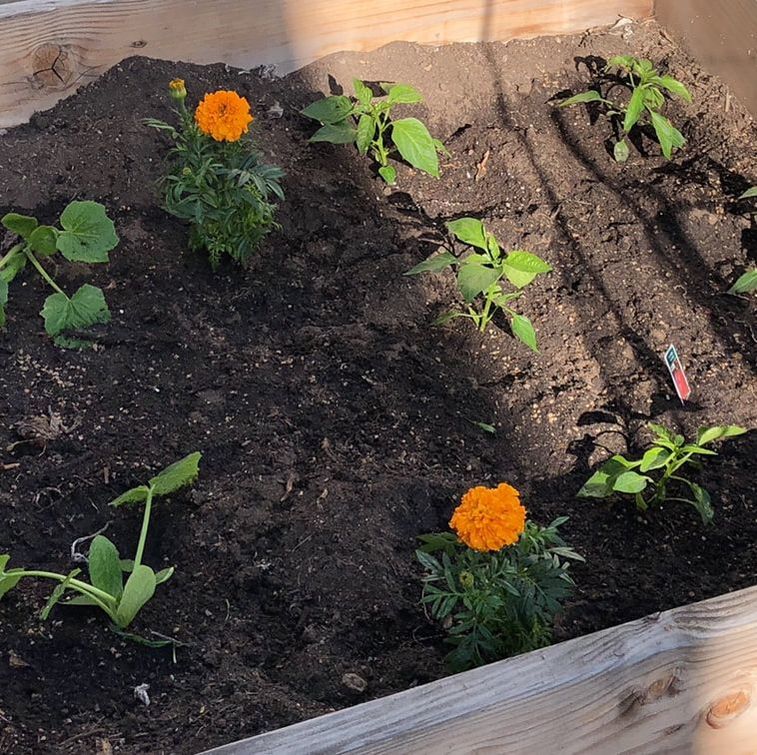 Peppers, squash and marigolds. Picture