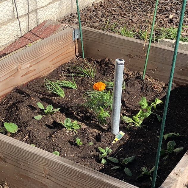 Green onions, spinach, squash, and marigolds. Picture